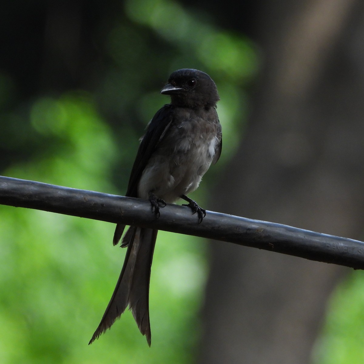 White-bellied Drongo - ML640082350
