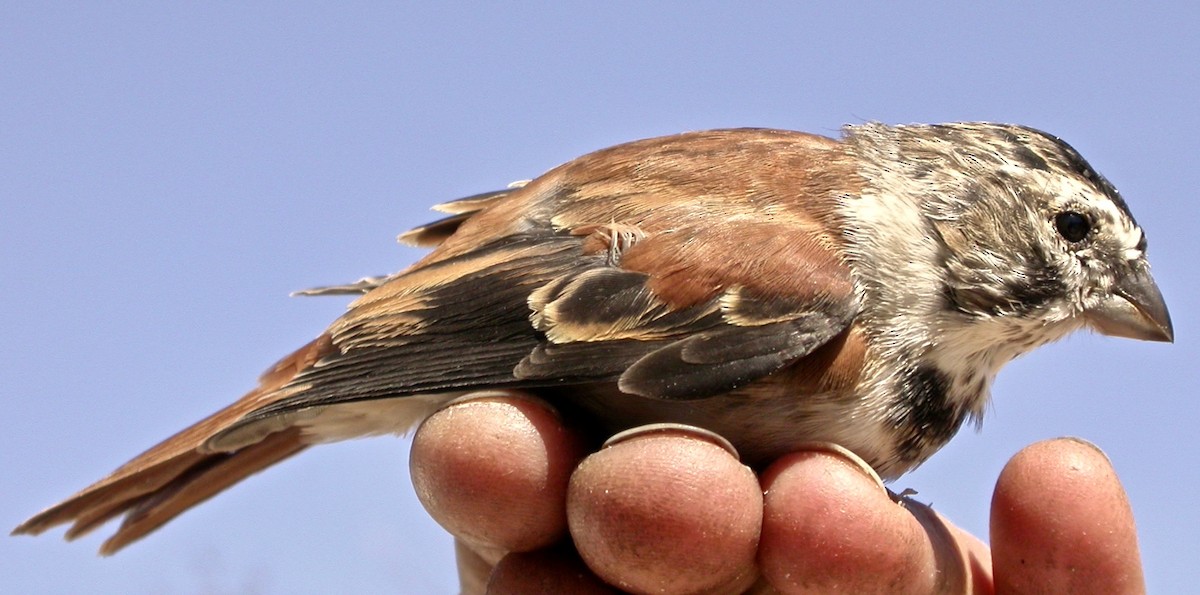 Black-headed Canary (Damara) - ML640082353