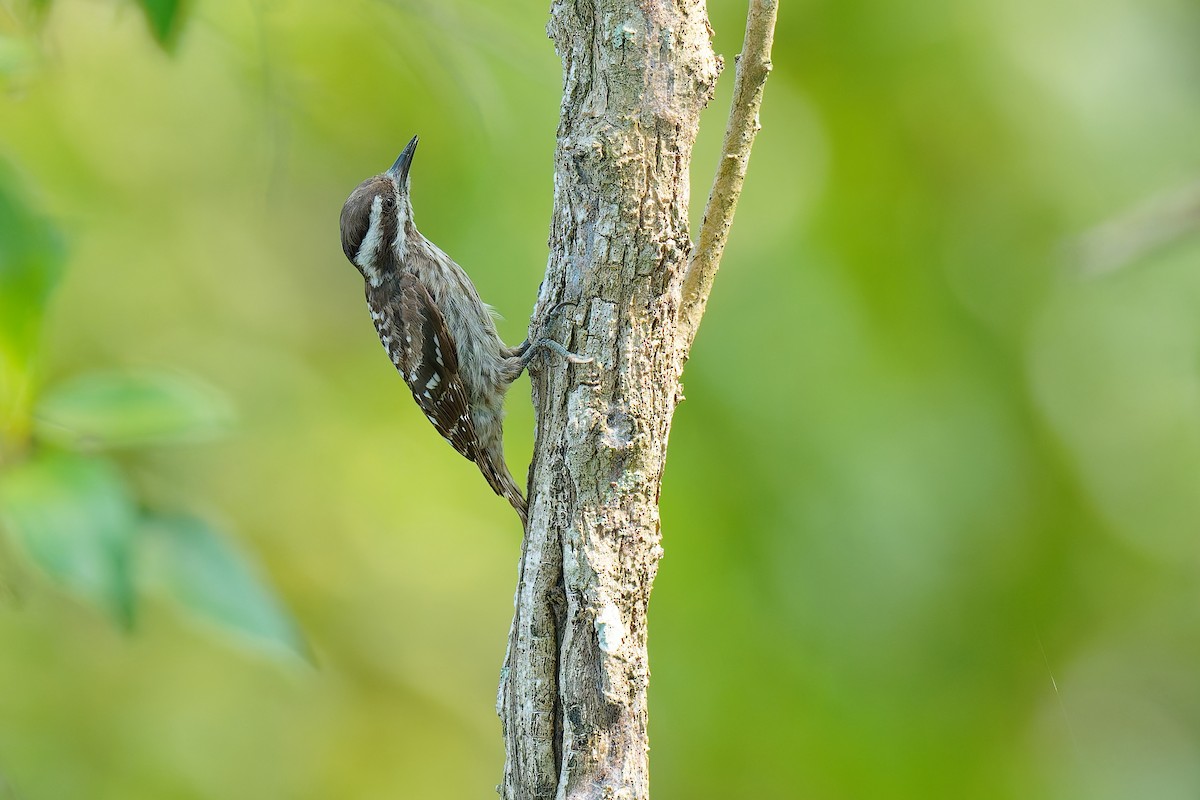 Sunda Pygmy Woodpecker - ML640082361