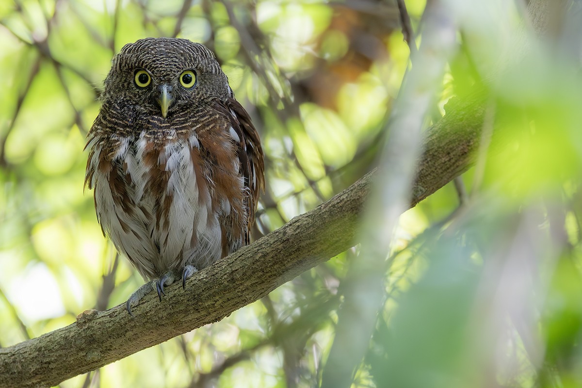Javan Owlet - ML640082369