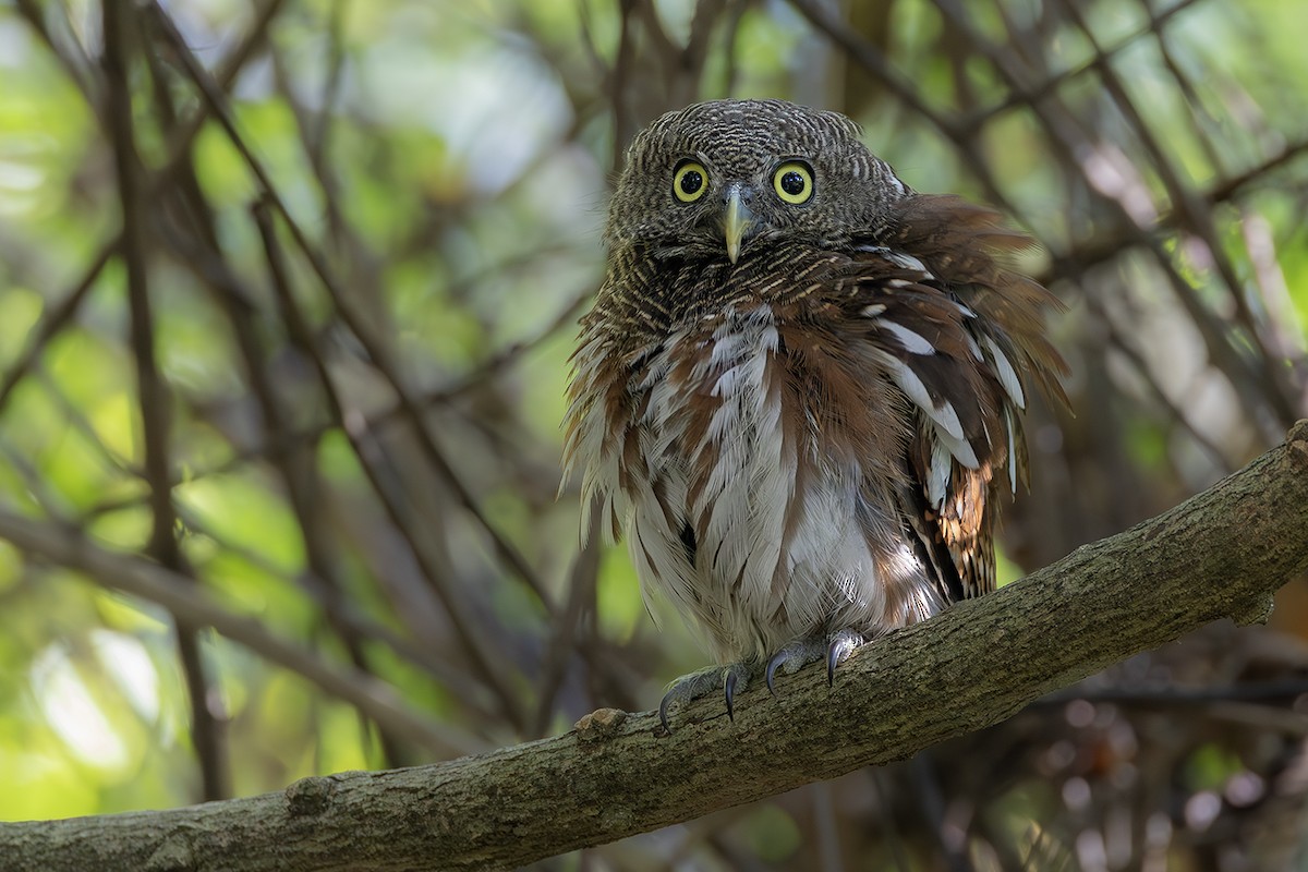 Javan Owlet - ML640082370