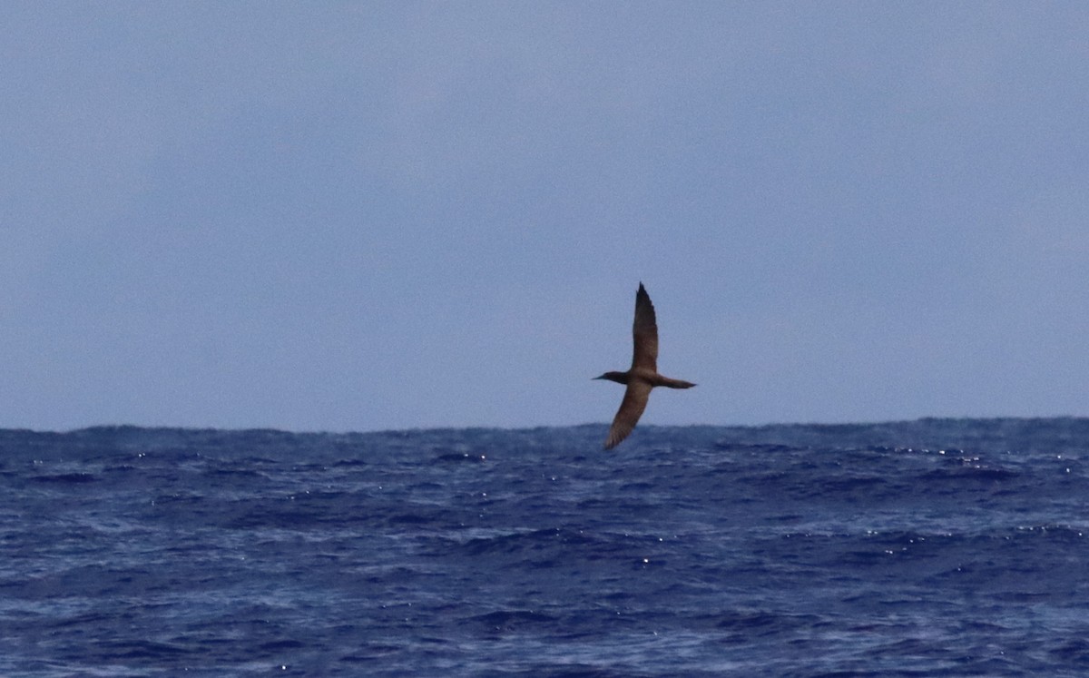 Brown Booby - ML640082376