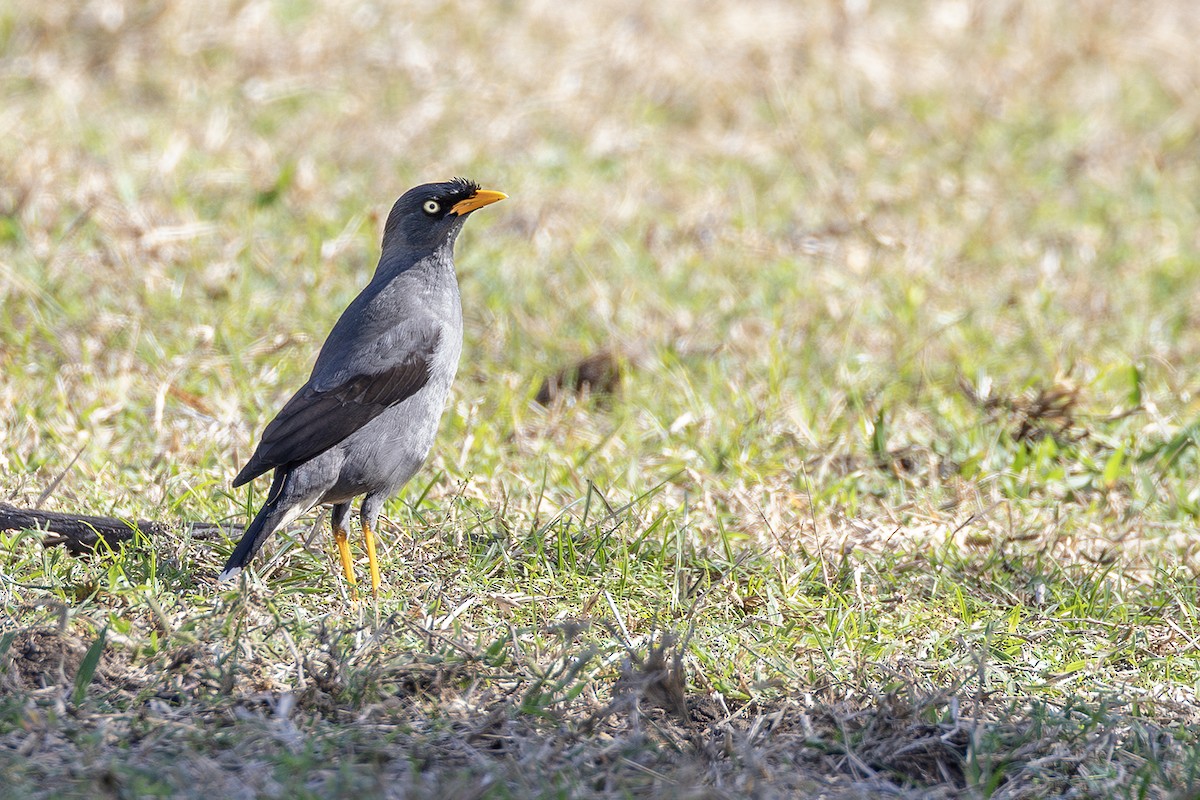 Javan Myna - ML640082426