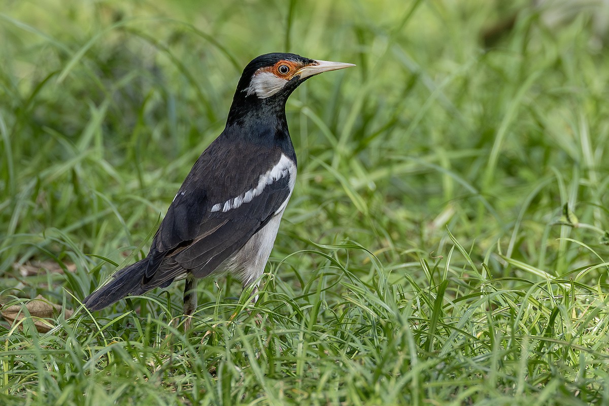 Javan Pied Starling - ML640082433