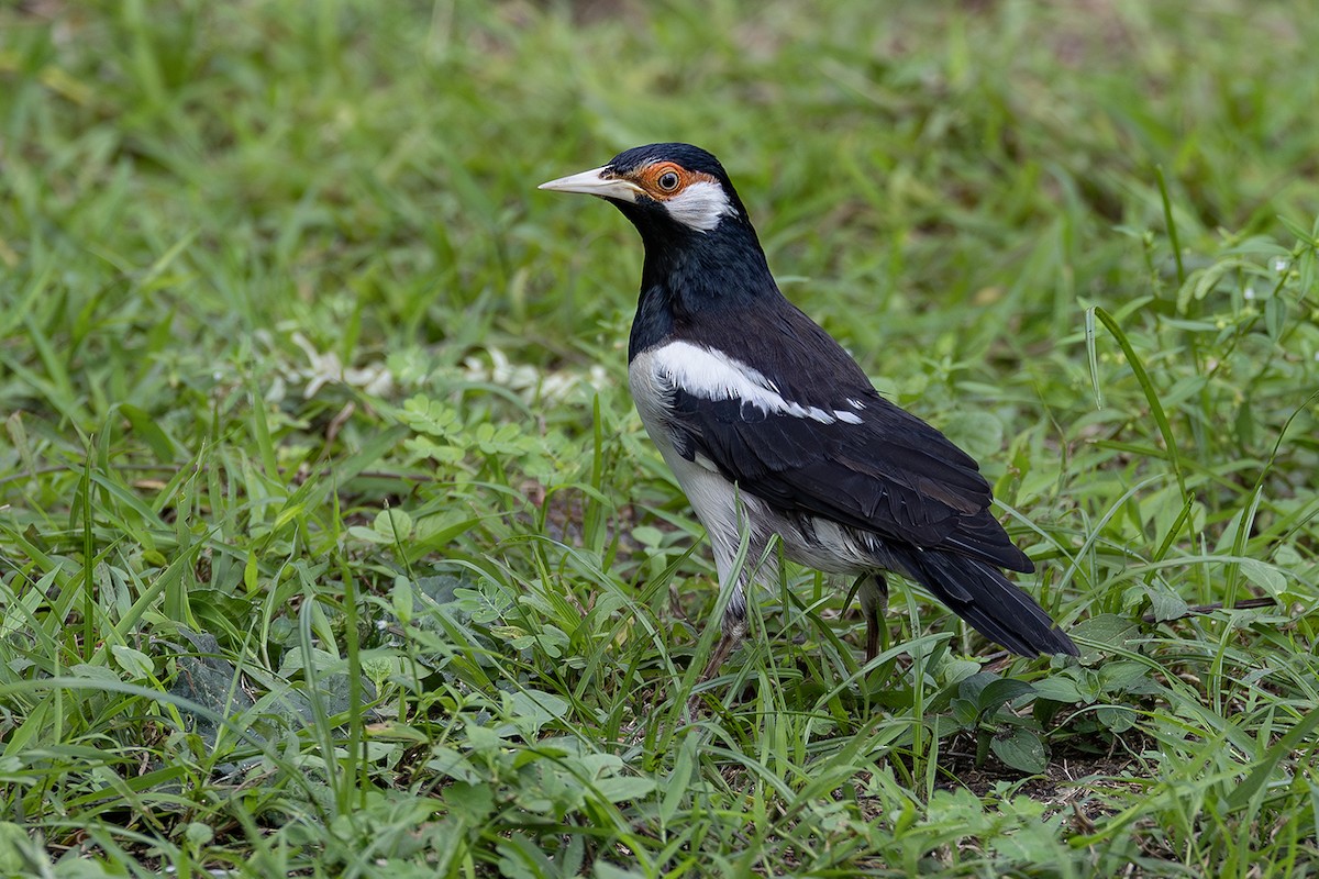 Javan Pied Starling - ML640082434