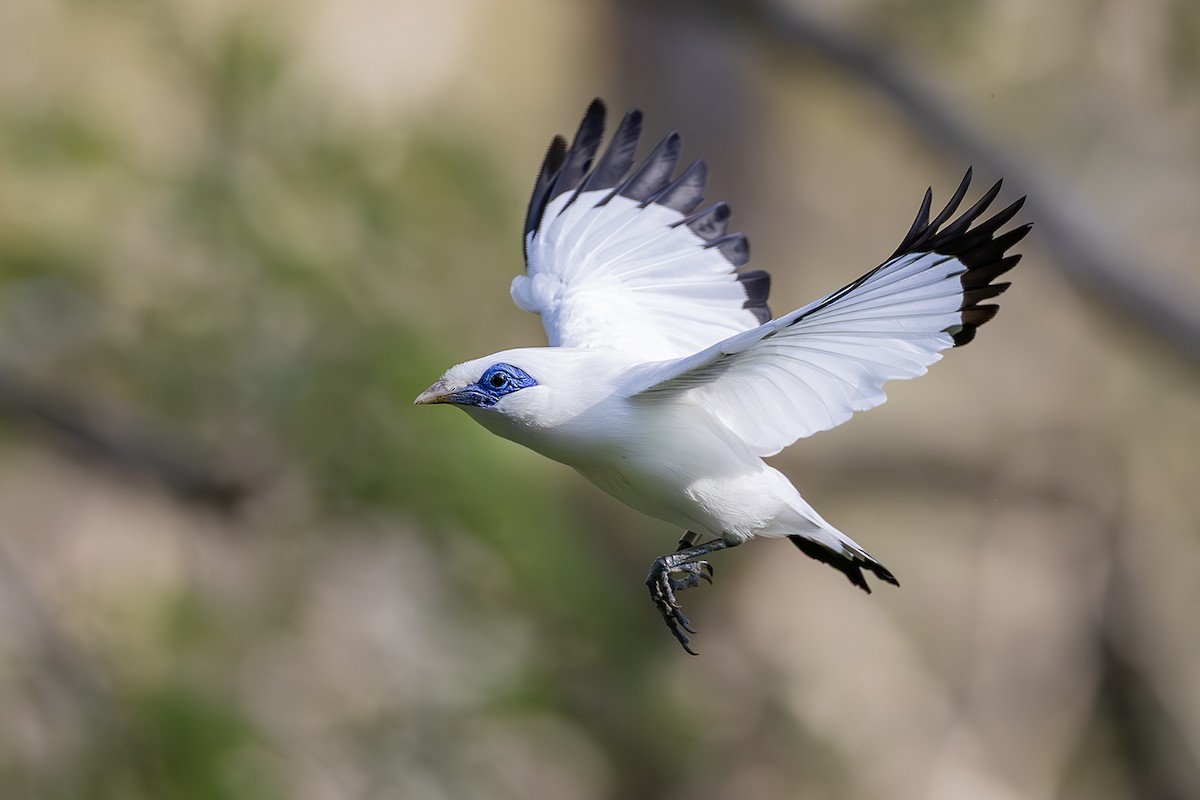 Bali Myna - ML640082445