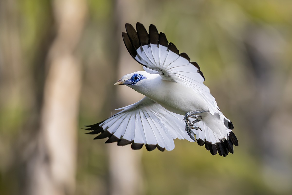 Bali Myna - ML640082446