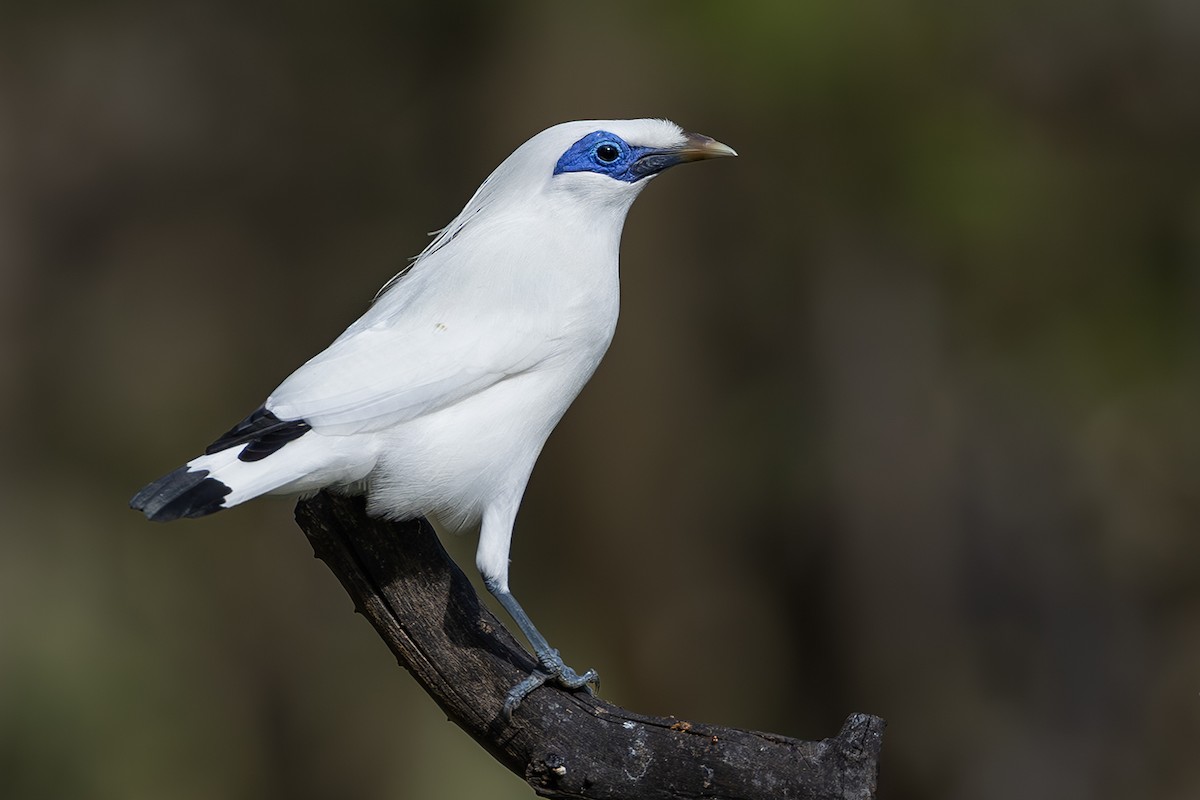 Bali Myna - ML640082448