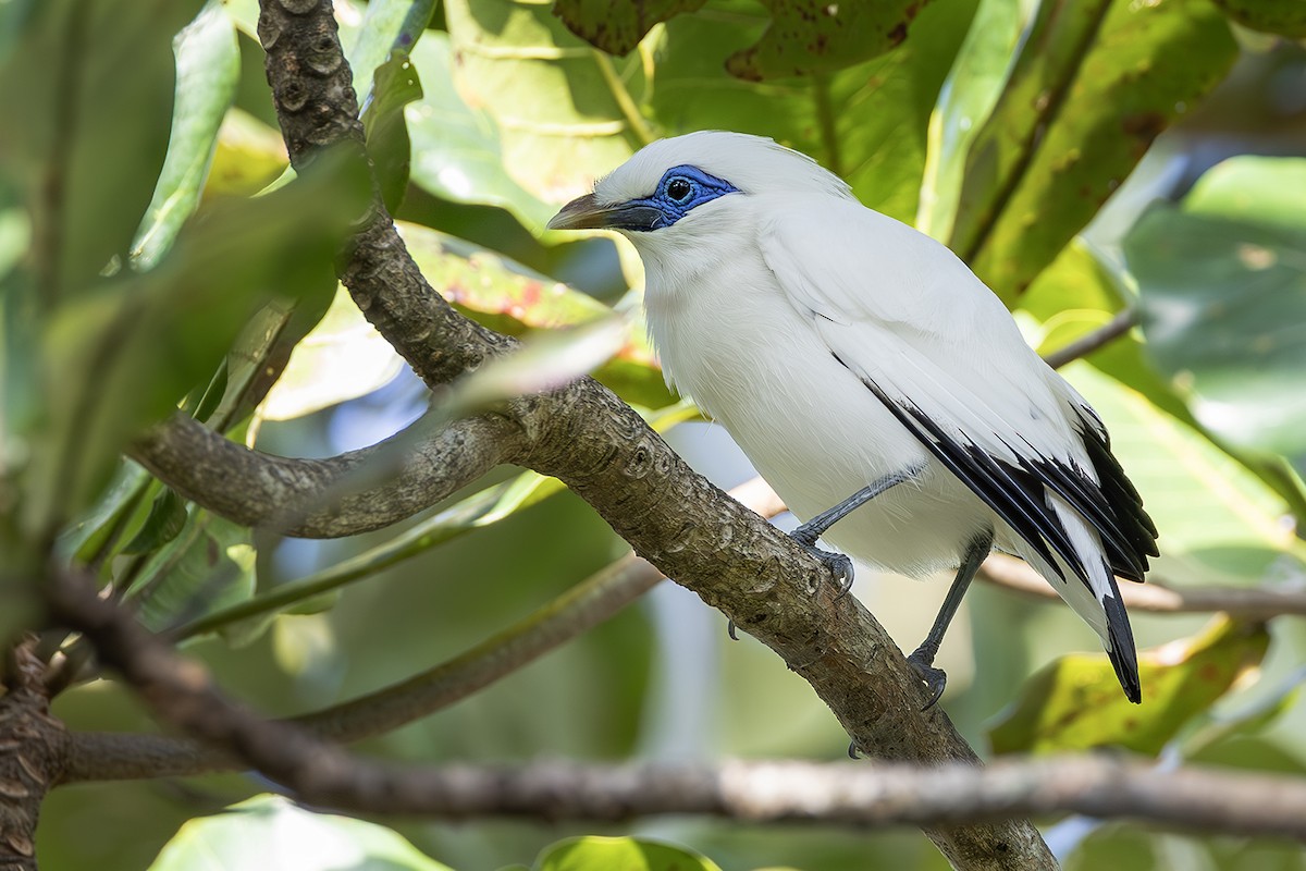 Bali Myna - ML640082449
