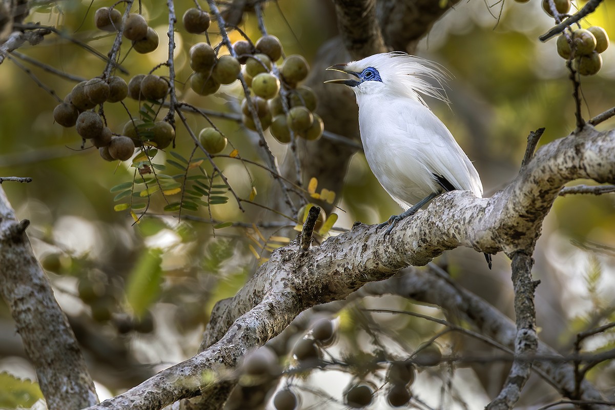 Bali Myna - ML640082451