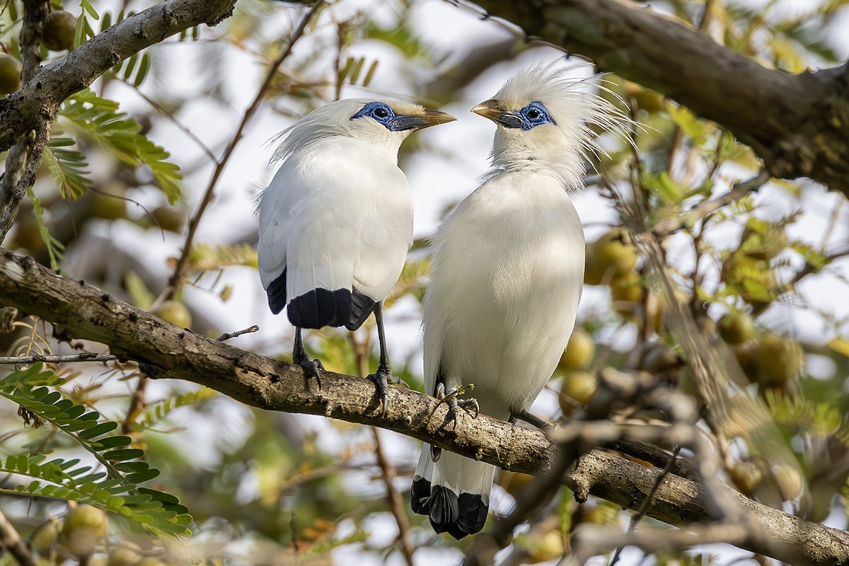 Bali Myna - ML640082453