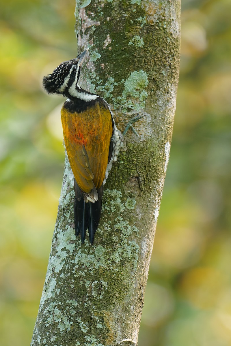 Common Flameback - ML640082529
