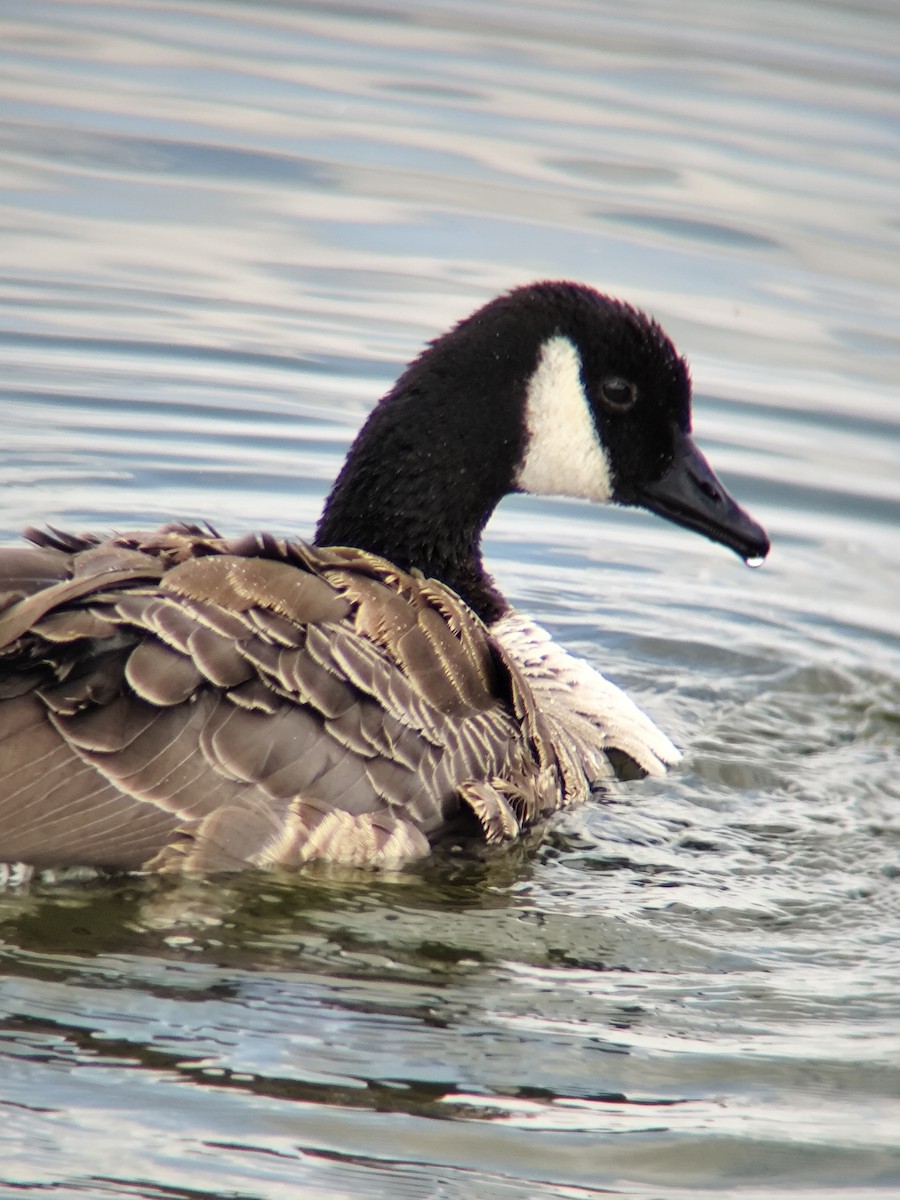 Canada Goose (canadensis Group) - ML640082538