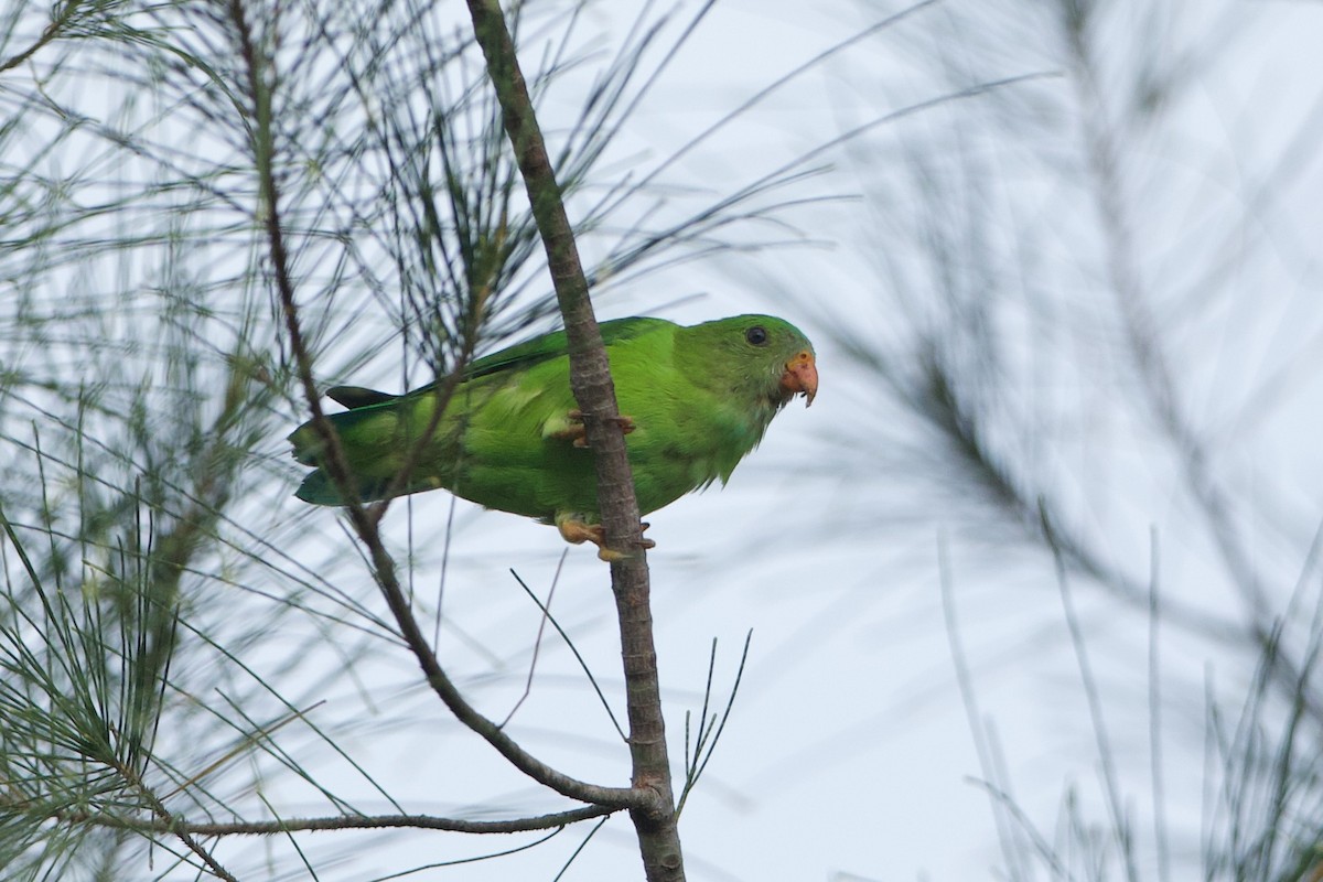 Vernal Hanging-Parrot - ML640082598