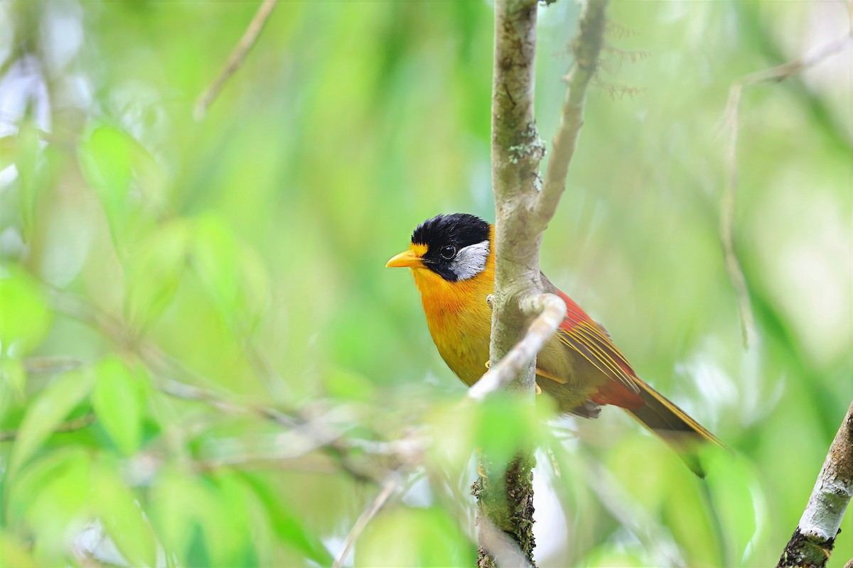Silver-eared Mesia (Silver-eared) - ML640082601