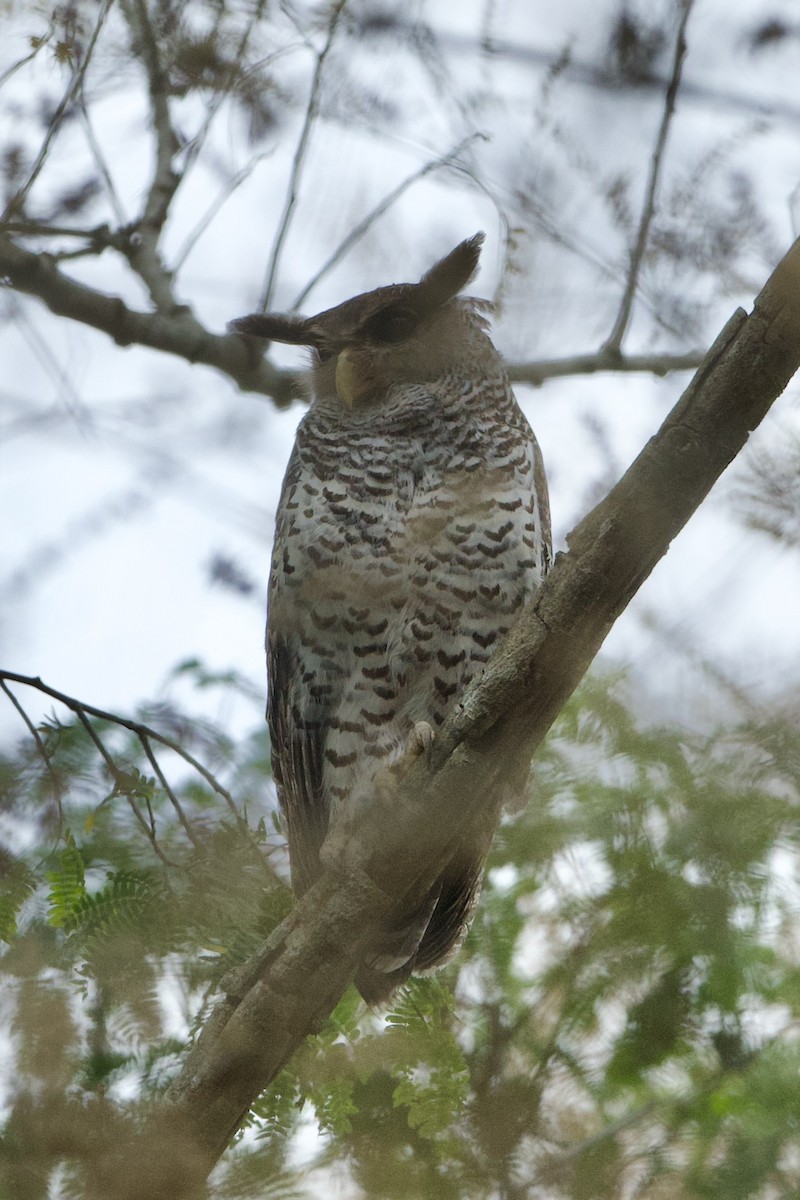 Spot-bellied Eagle-Owl - ML640082609