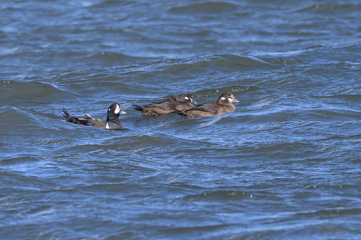 Harlequin Duck - ML640082612