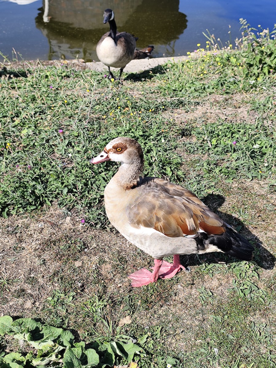 Egyptian Goose - ML640082620