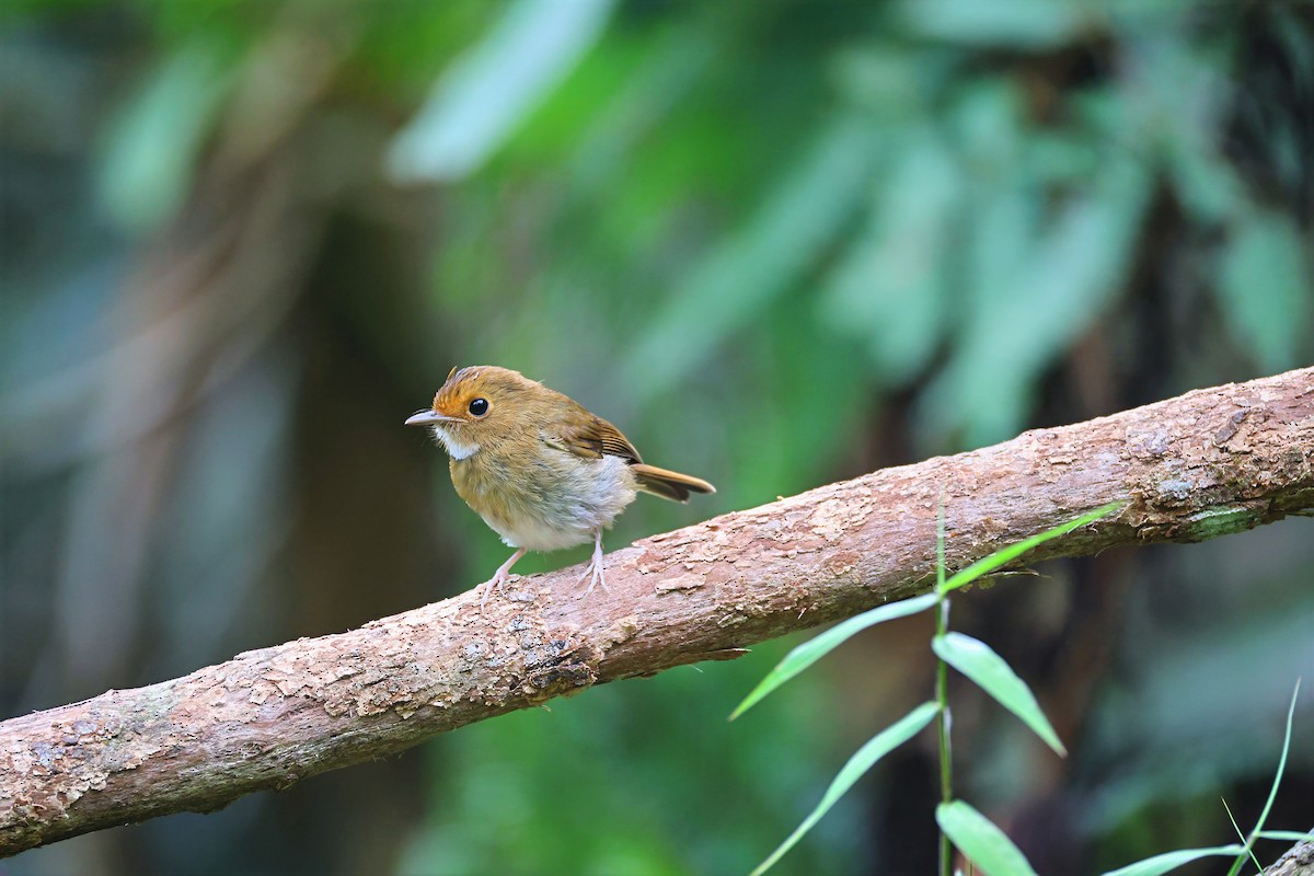 Rufous-browed Flycatcher - ML640082621