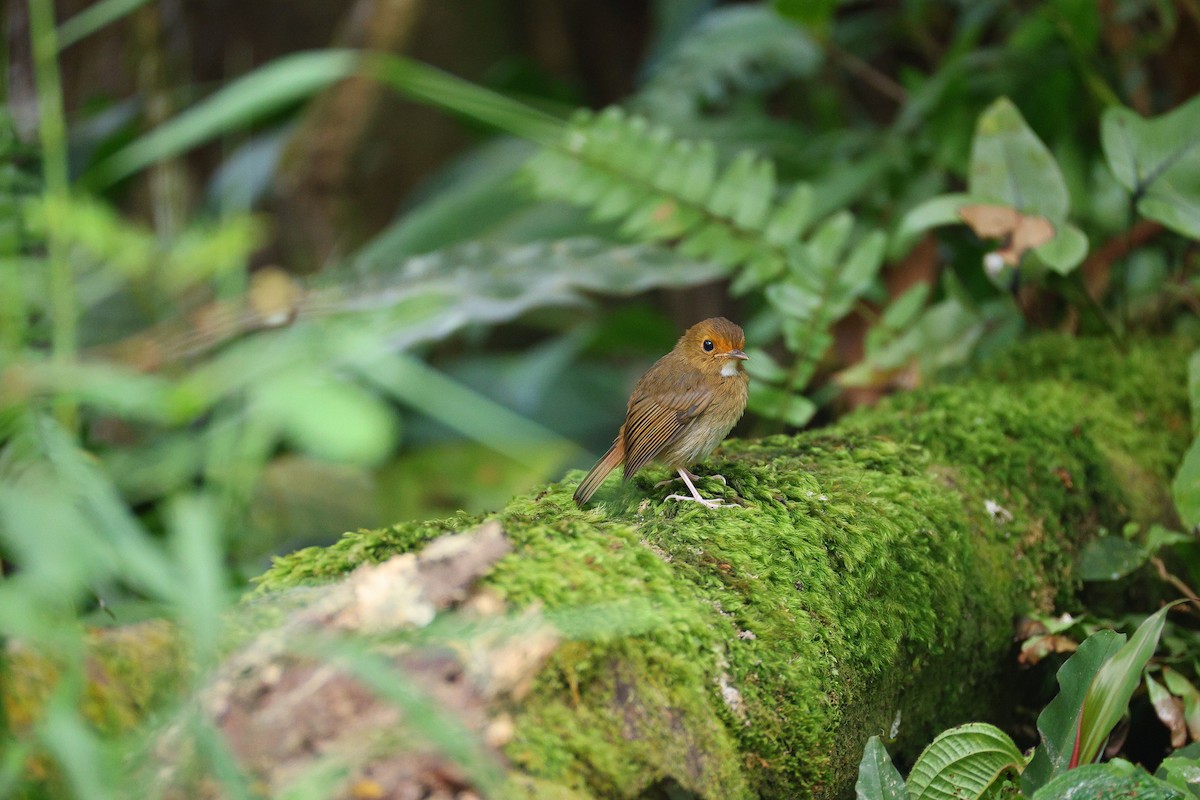Rufous-browed Flycatcher - ML640082622