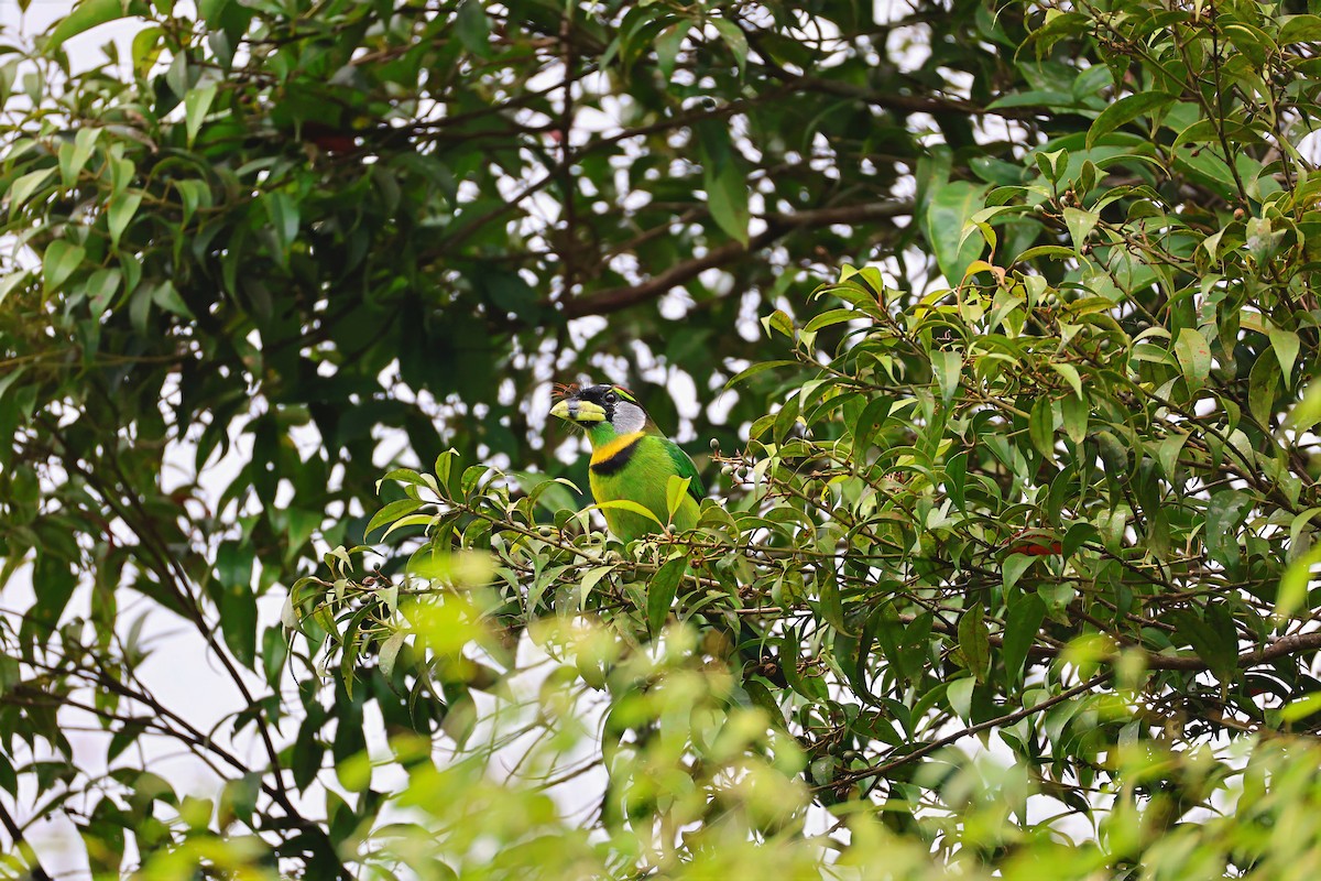 Fire-tufted Barbet - ML640082642