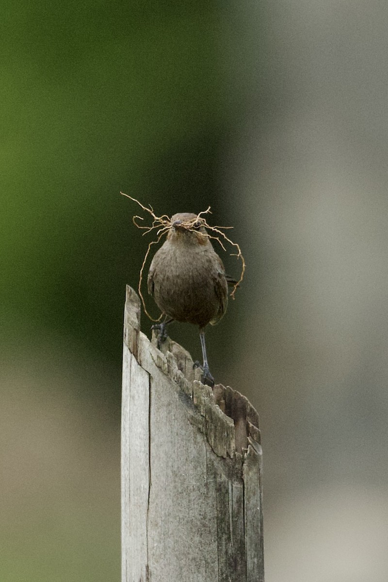 Indian Robin - ML640082644