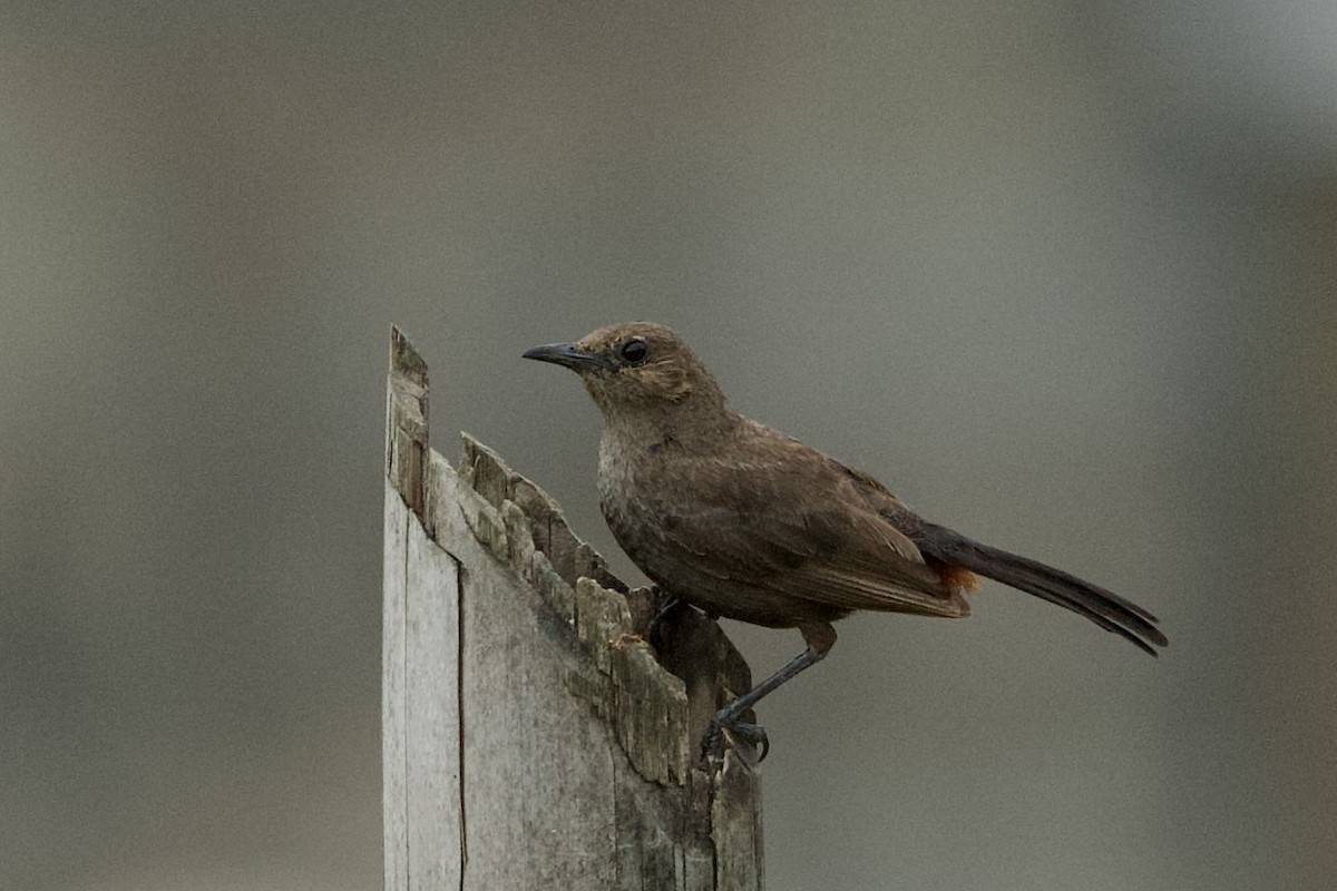 Indian Robin - ML640082650