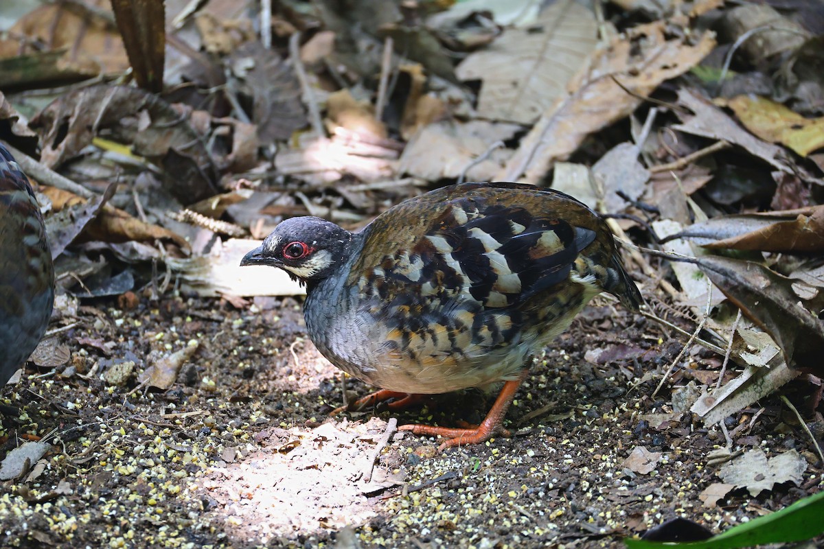 Malayan Partridge - ML640082659