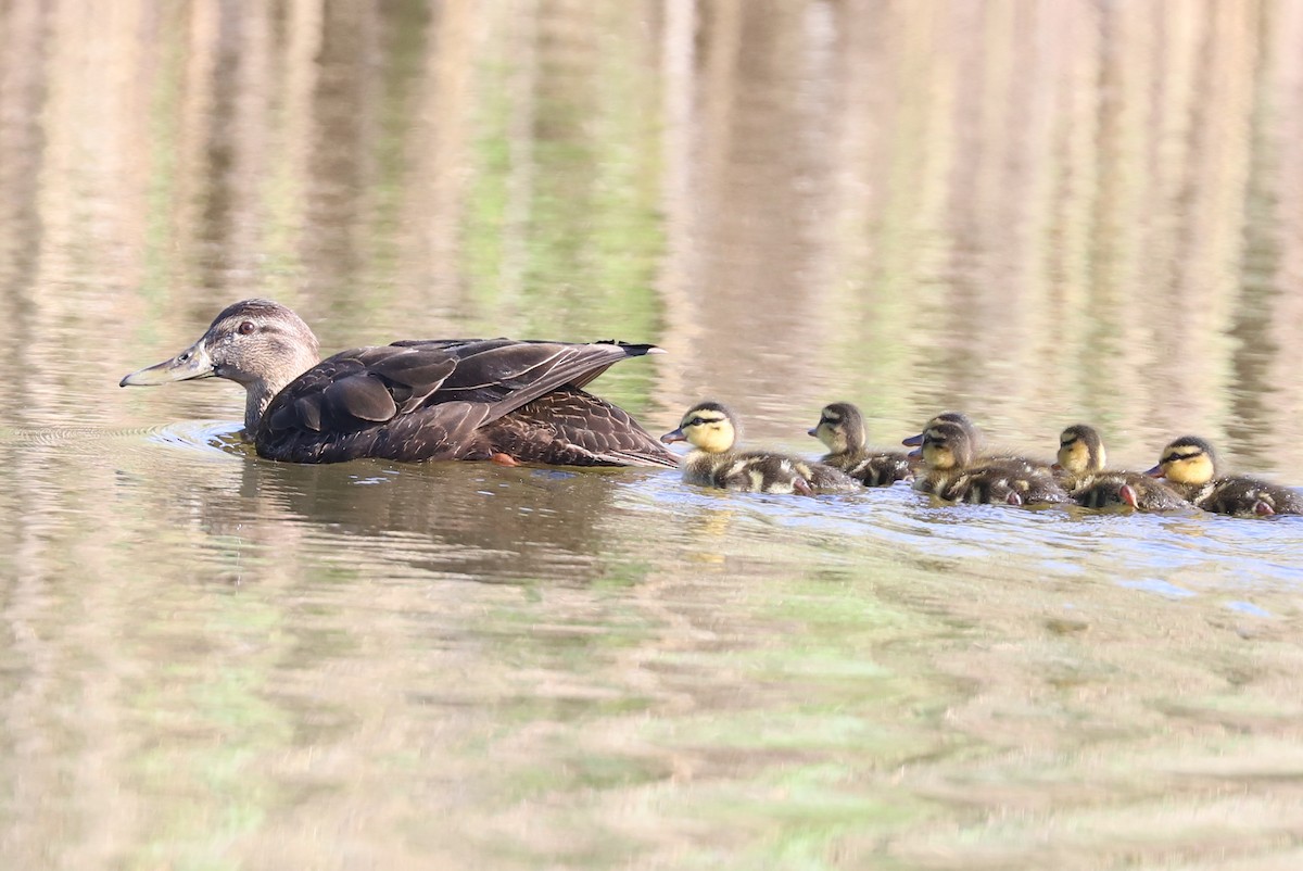 American Black Duck - ML640082660
