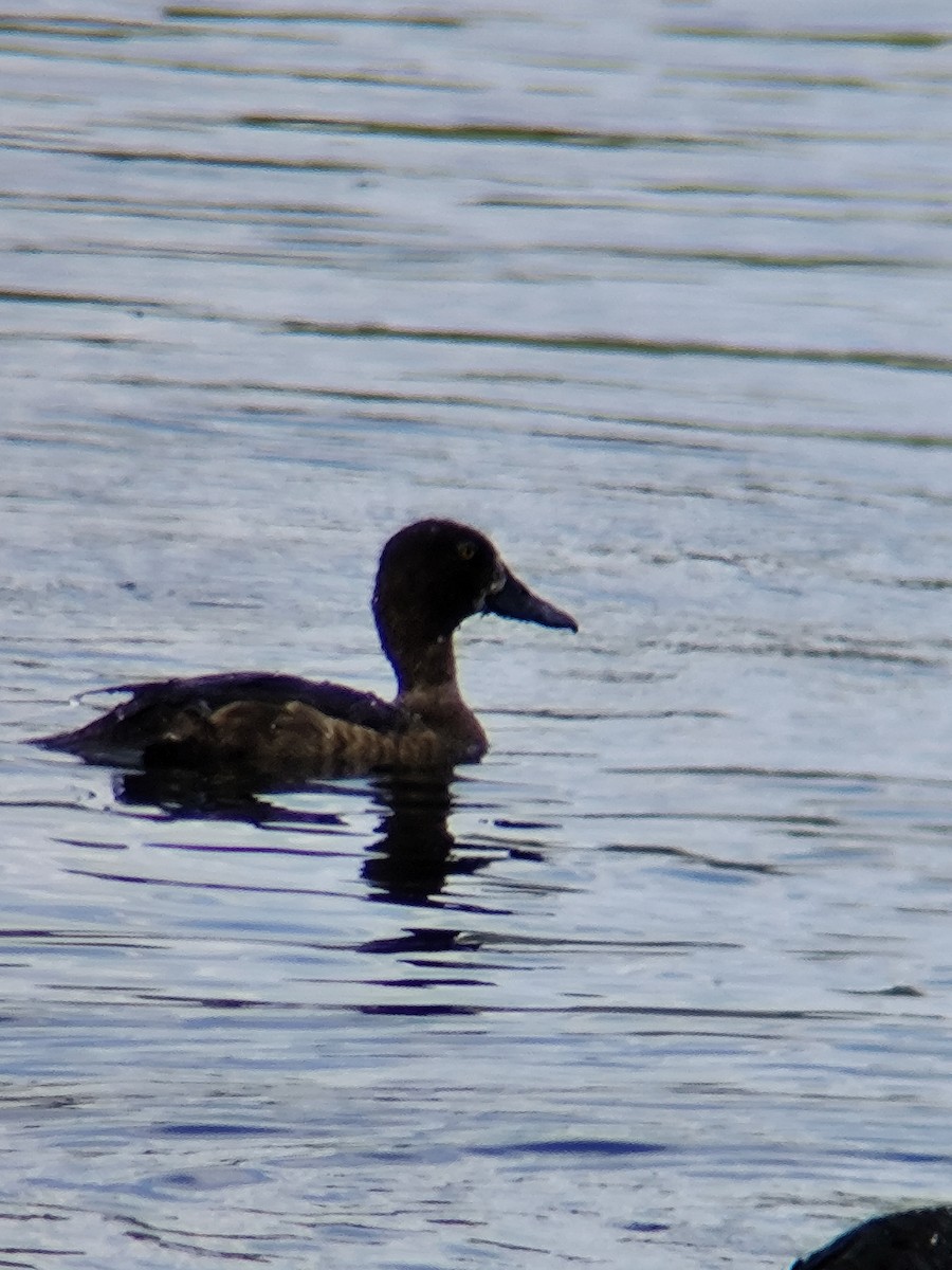 Гэзэгт шумбуур - ML640082664