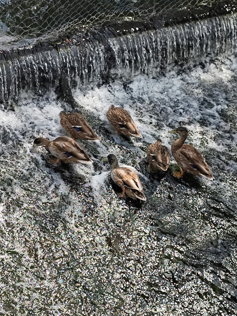 Зэрлэг нугас - ML640082688