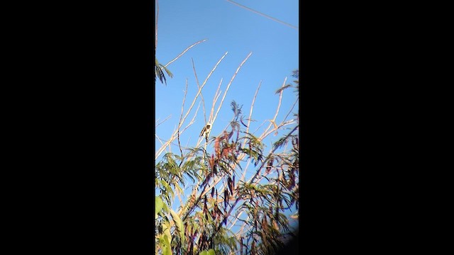 White Woodpecker - ML640082689