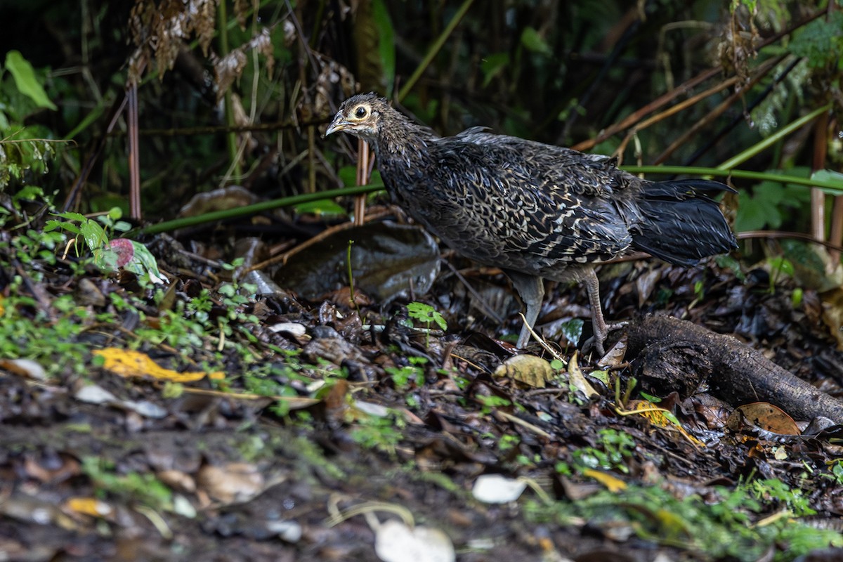 Green Junglefowl - ML640082709