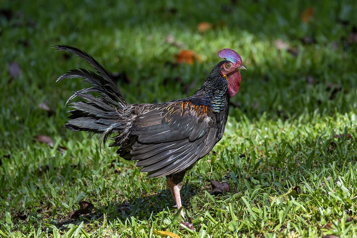 Green Junglefowl - ML640082711