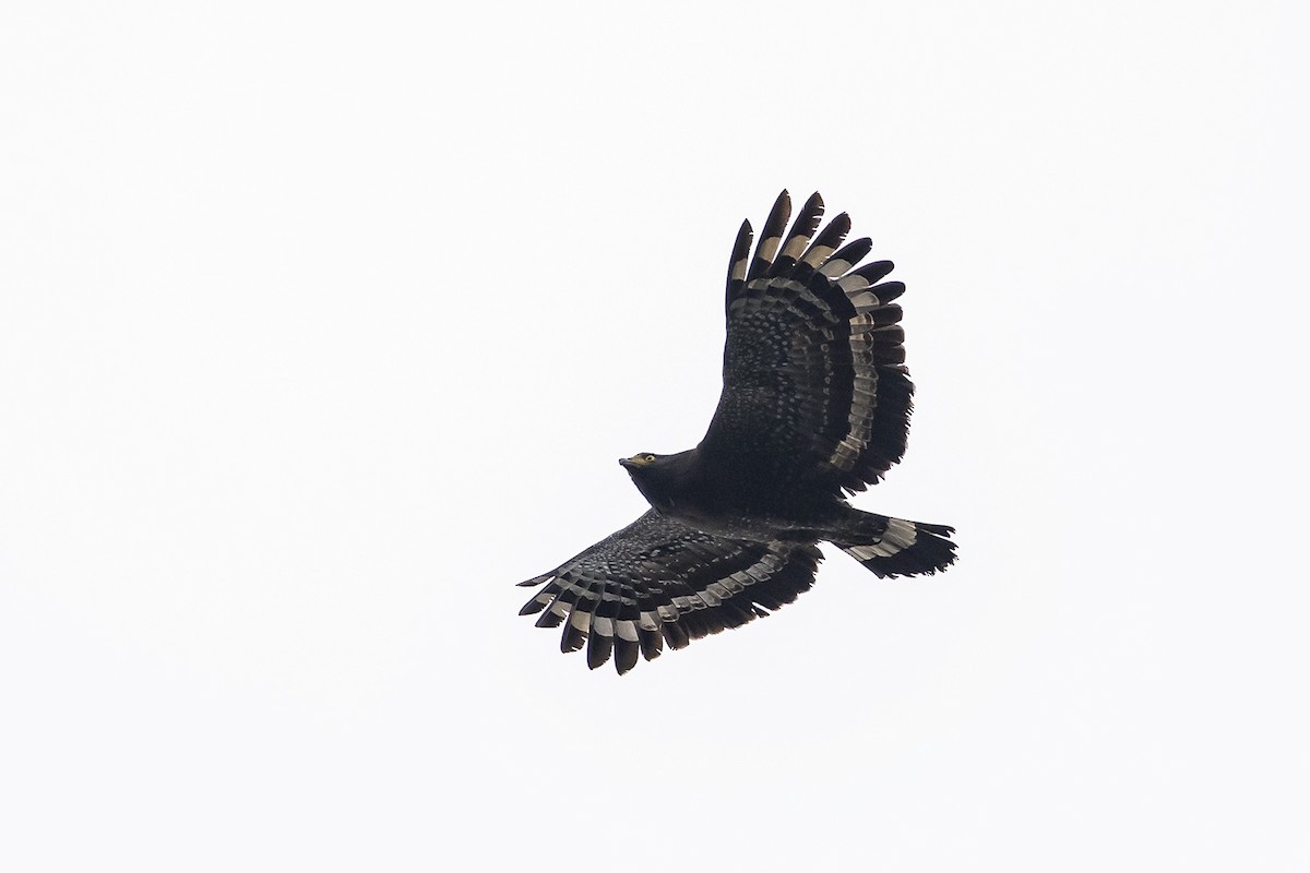 Crested Serpent-Eagle - ML640082719