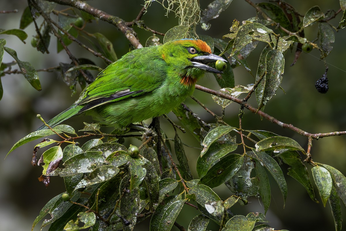 Flame-fronted Barbet - ML640082723
