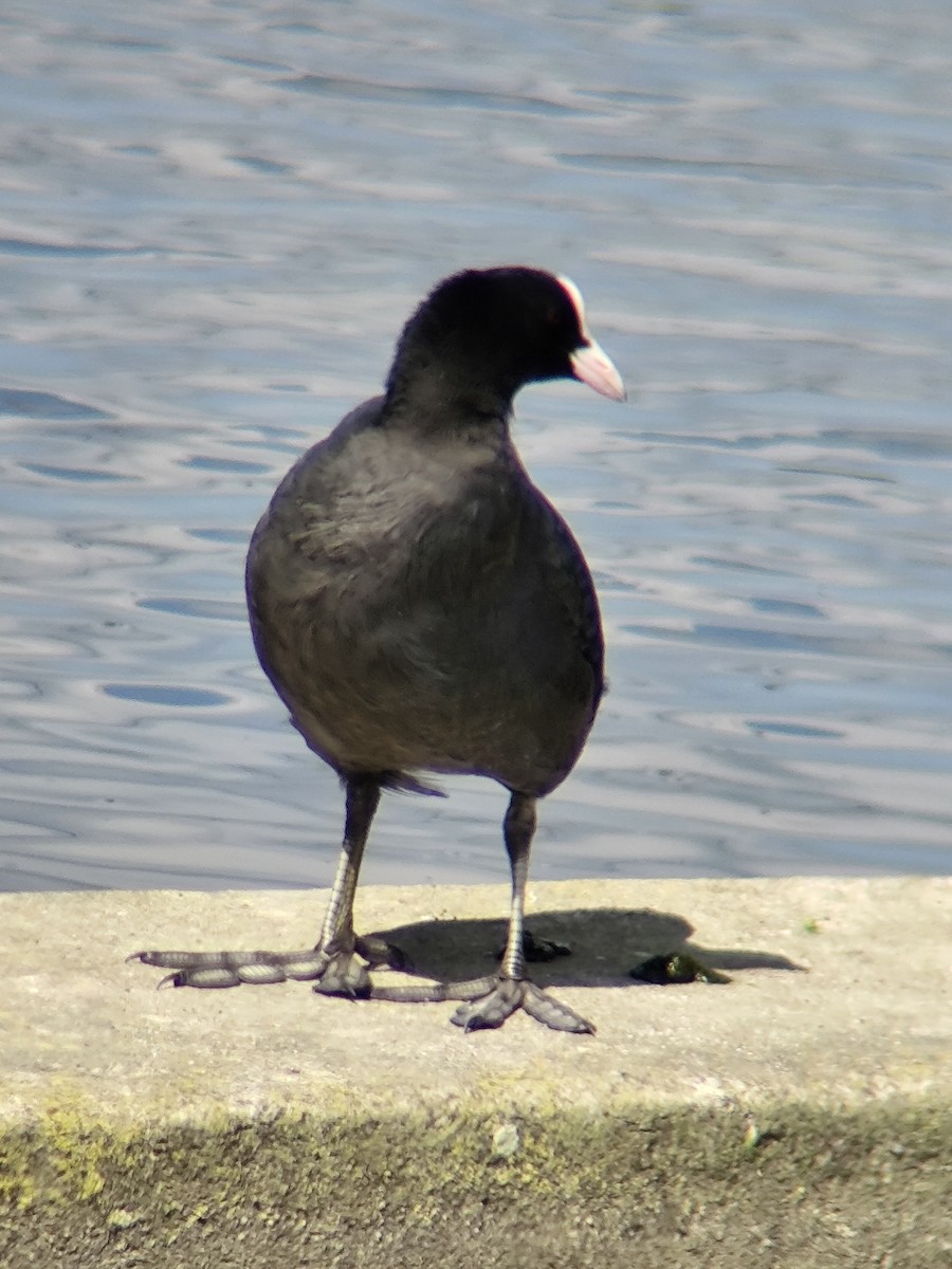 Халзан түнжүүр - ML640082728