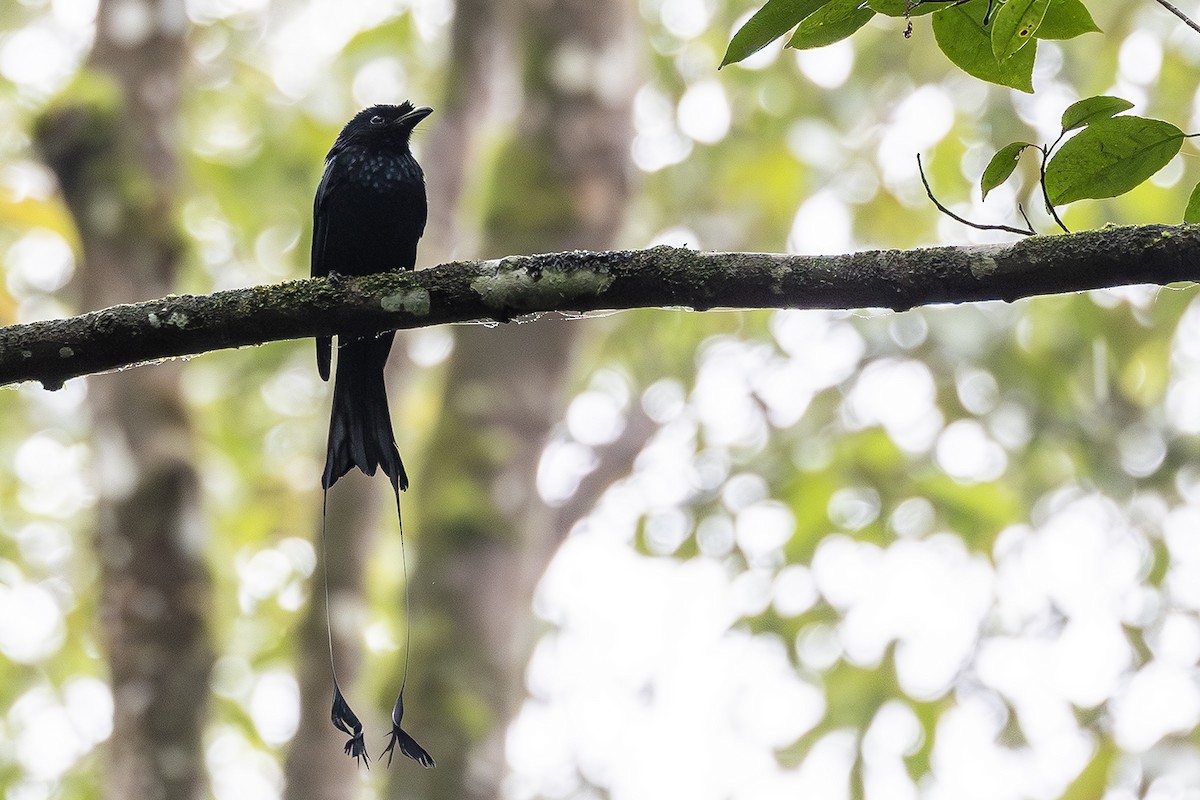 Greater Racket-tailed Drongo - ML640082737