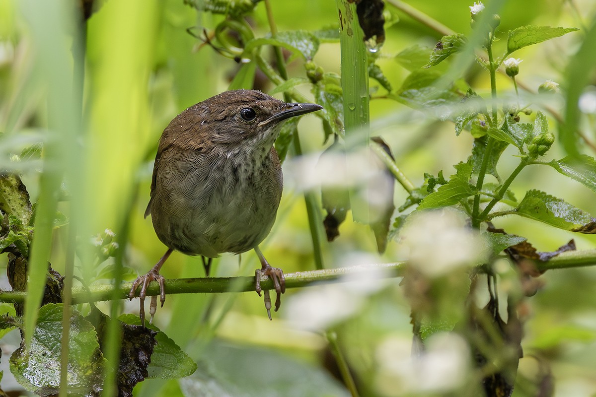 Javan Bush Warbler - ML640082741