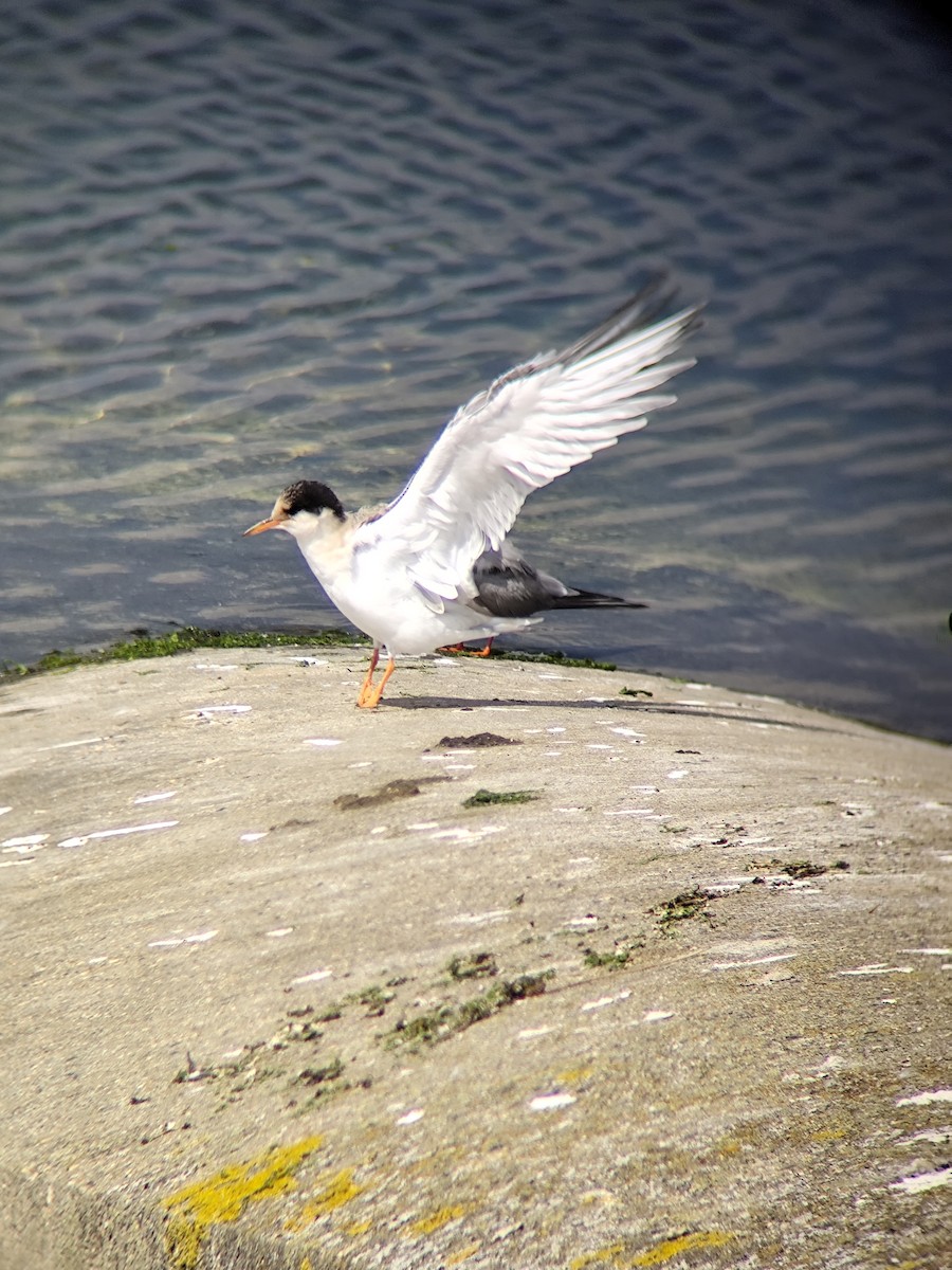 Common Tern (hirundo/tibetana) - ML640082742