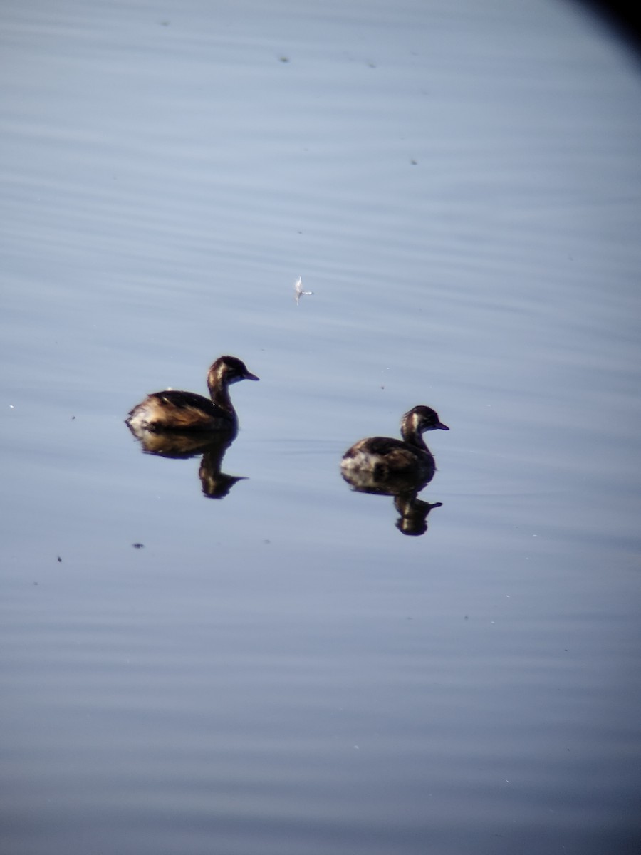 Little Grebe (Little) - ML640082771