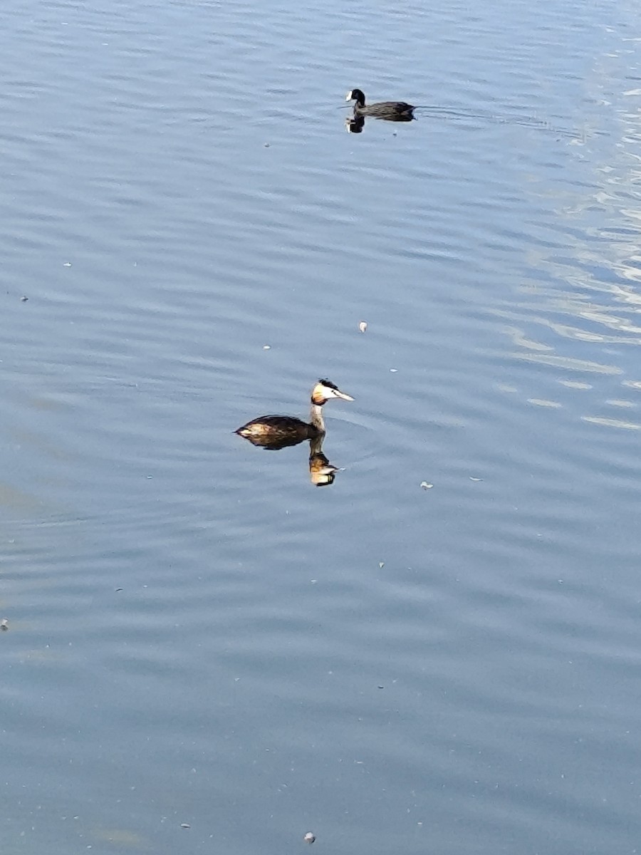 Отгот шунгуур - ML640082780