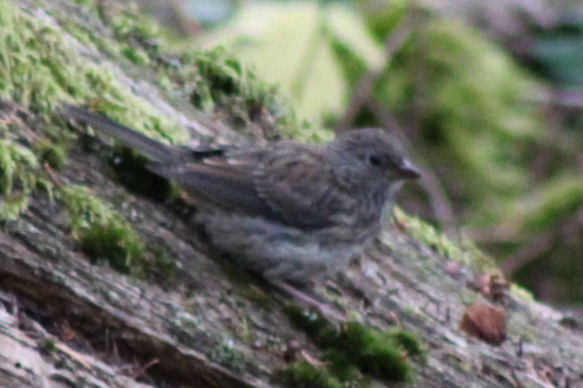 Kara Gözlü Junko - ML640082781