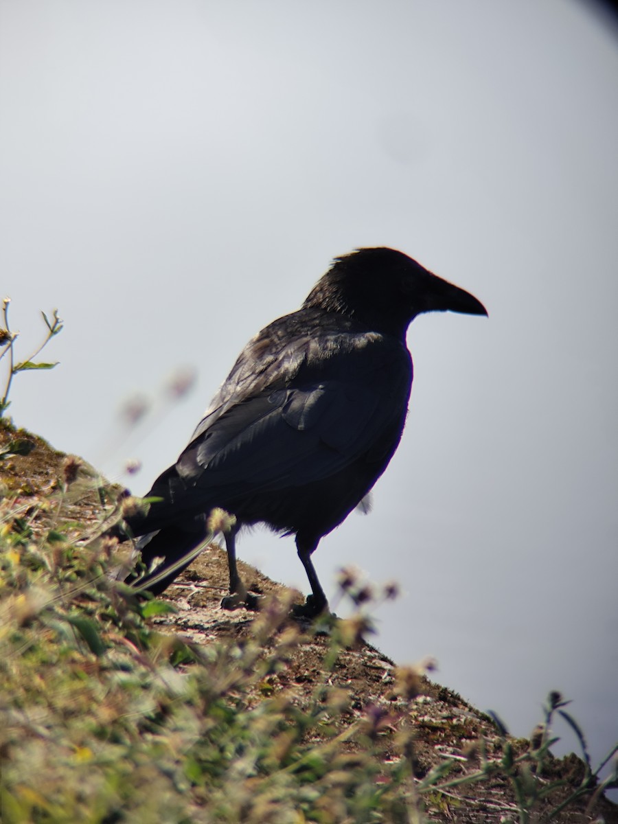 Хар хэрээ - ML640082791