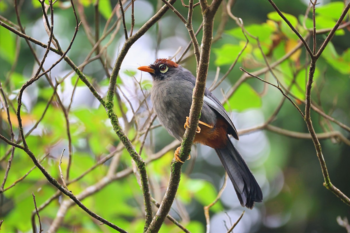 Chestnut-capped Laughingthrush - ML640082802