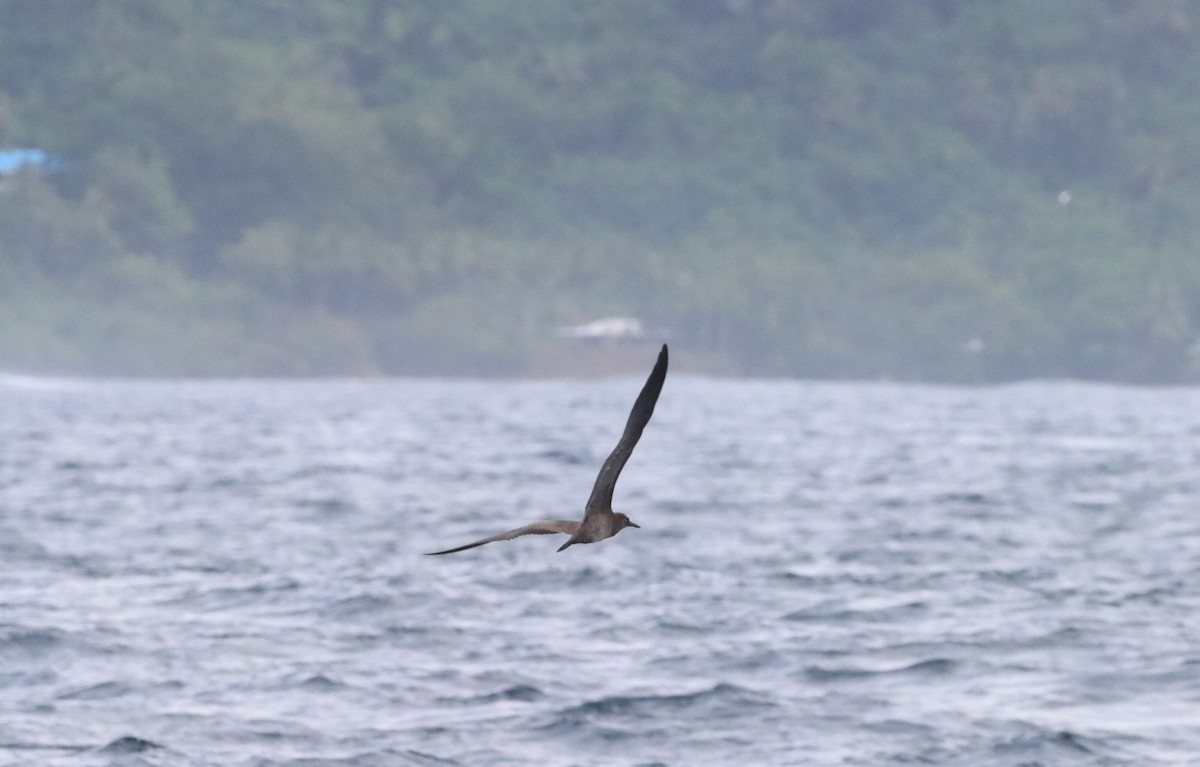 Brown Noddy - ML640082844