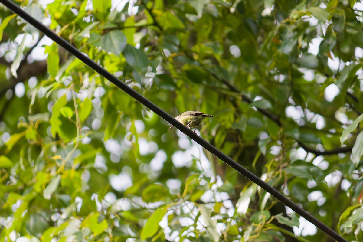 Fork-tailed Sunbird - ML640082876