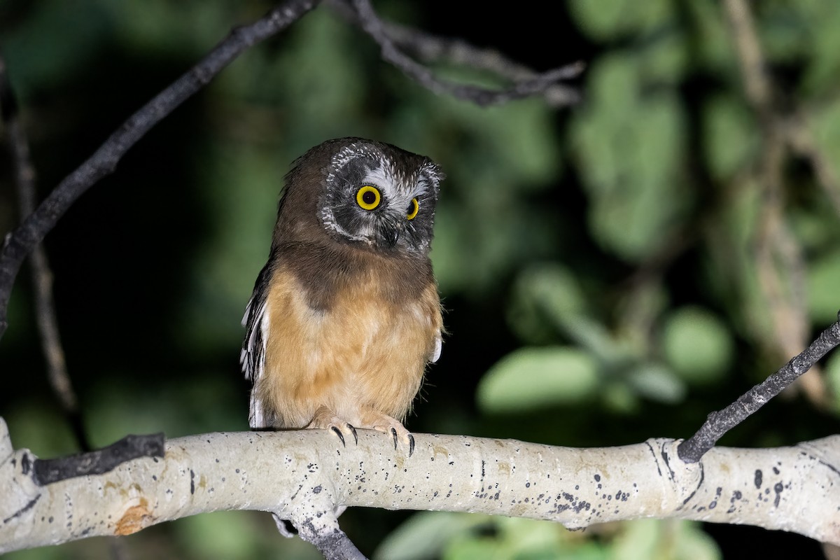 Northern Saw-whet Owl - ML640082890