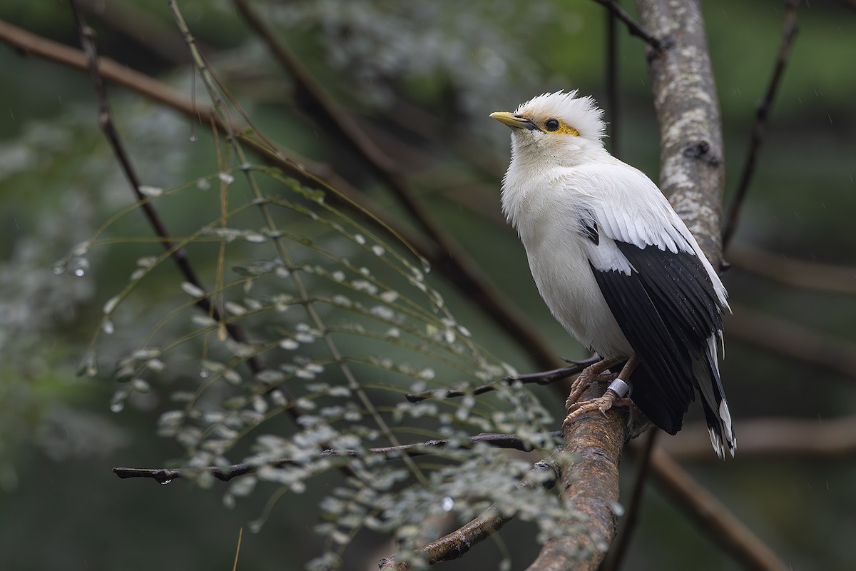 Black-winged Myna - ML640082904