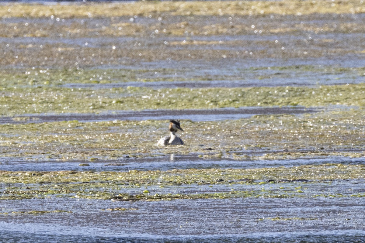 Grèbe huppé - ML640082909